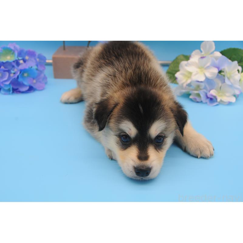販売中の岡山県のミックス犬-399888の3枚目